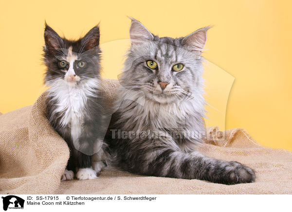 Maine Coon mit Ktzchen / Maine Coon with Kitten / SS-17915