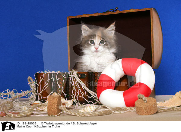 Maine Coon Ktzchen in Truhe / Maine Coon Kitten in chest / SS-18039