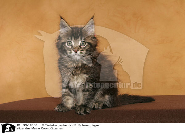 sitzendes Maine Coon Ktzchen / sitting Maine Coon Kitten / SS-18068