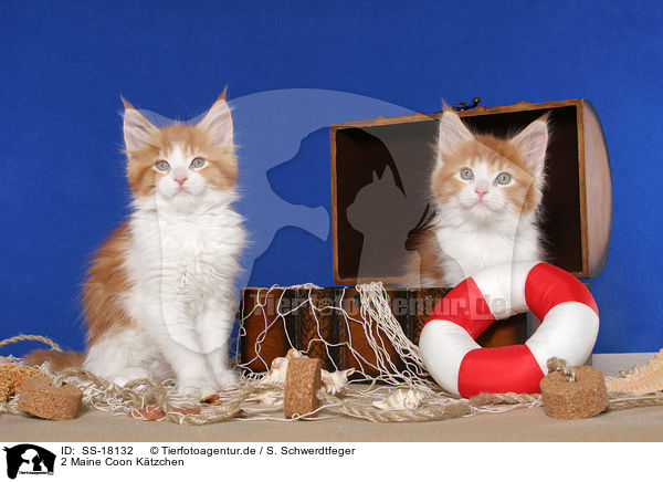 2 Maine Coon Ktzchen / 2 Maine Coon Kitten / SS-18132