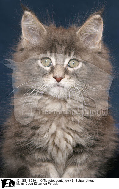 Maine Coon Ktzchen Portrait / Maine Coon Kitten Portrait / SS-18210