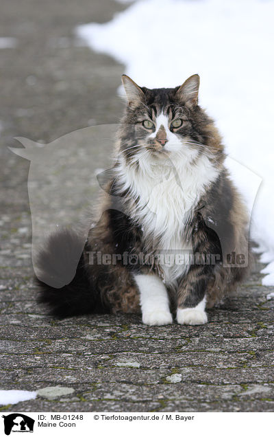 Maine Coon / Maine Coon / MB-01248