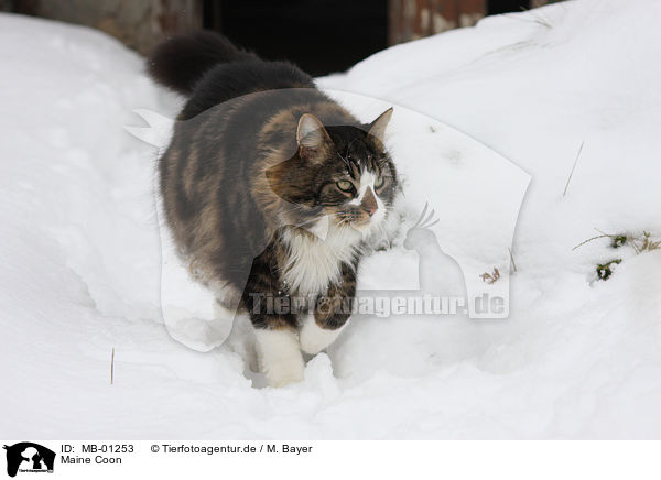 Maine Coon / Maine Coon / MB-01253