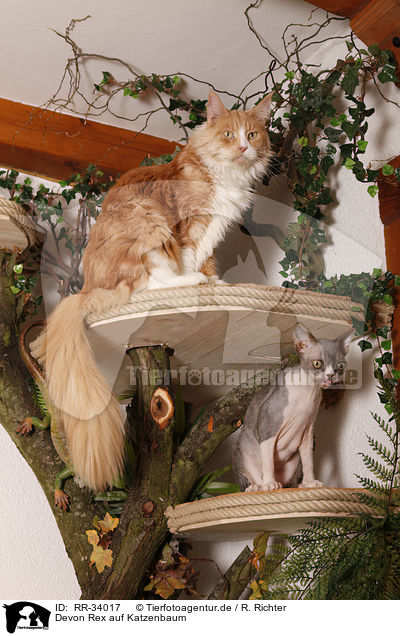 Devon Rex auf Katzenbaum / Devon Rex atop of cat tree / RR-34017