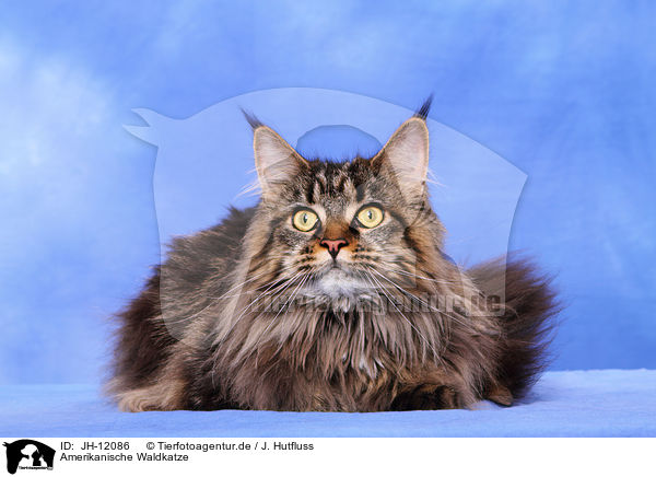 Amerikanische Waldkatze / Maine Coon / JH-12086