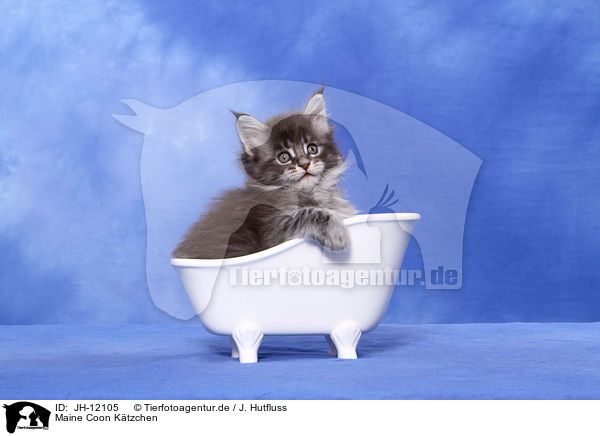 Maine Coon Ktzchen / JH-12105