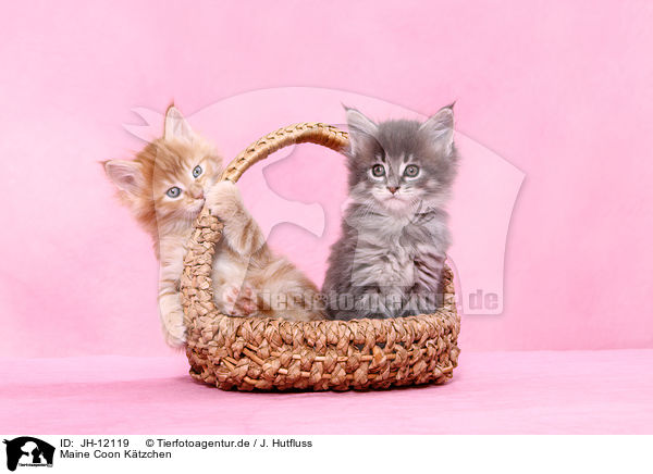 Maine Coon Ktzchen / JH-12119