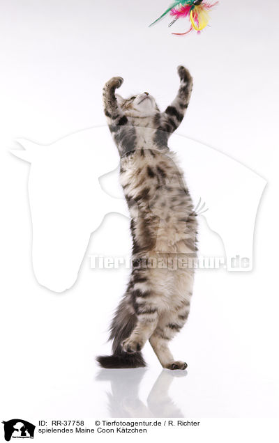 spielendes Maine Coon Ktzchen / RR-37758