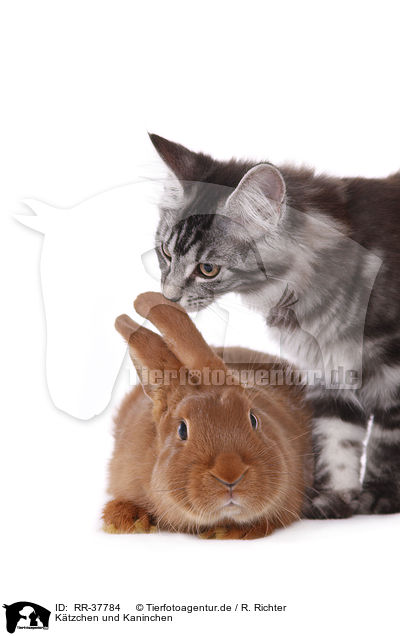 Ktzchen und Kaninchen / kitten and bunny / RR-37784