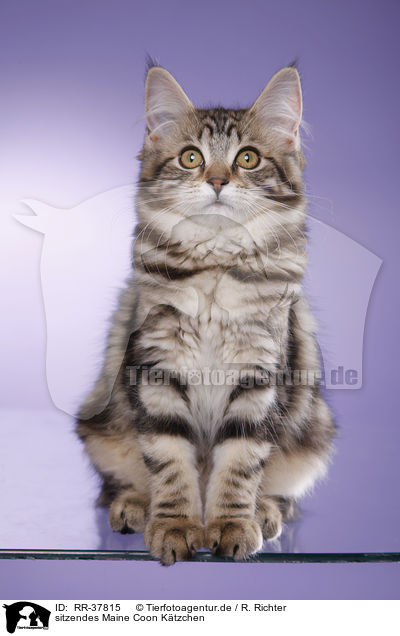 sitzendes Maine Coon Ktzchen / sitting Maine Coon Kitten / RR-37815