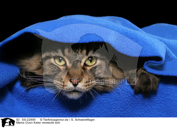 Maine Coon Kater versteckt sich / SS-22895