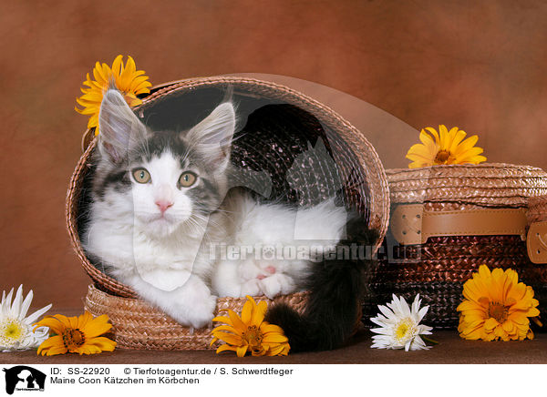 Maine Coon Ktzchen im Krbchen / SS-22920