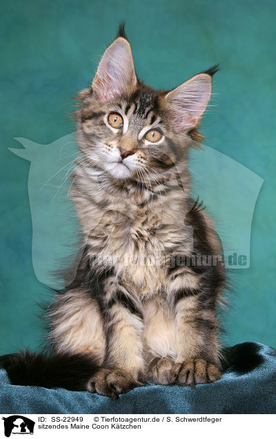 sitzendes Maine Coon Ktzchen / SS-22949