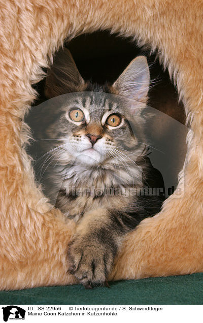 Maine Coon Ktzchen / Maine Coon Kitten / SS-22956
