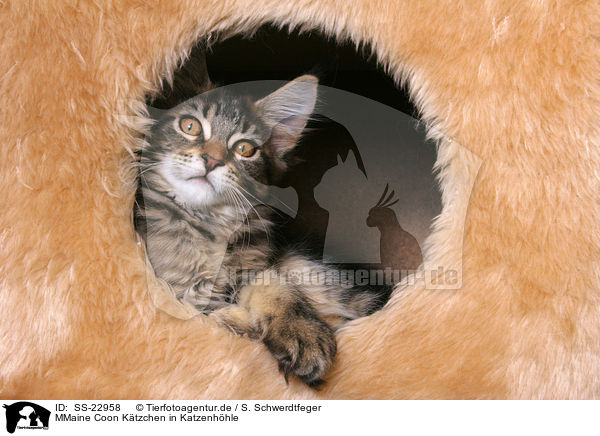 Maine Coon Ktzchen / Maine Coon Kitten / SS-22958