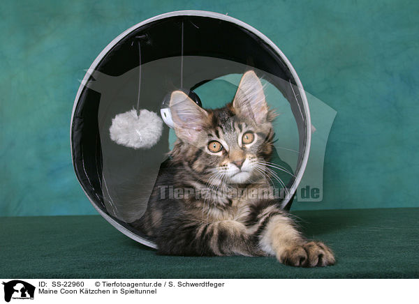 Maine Coon Ktzchen / Maine Coon Kitten / SS-22960