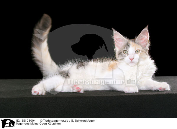 liegendes Maine Coon Ktzchen / SS-23004