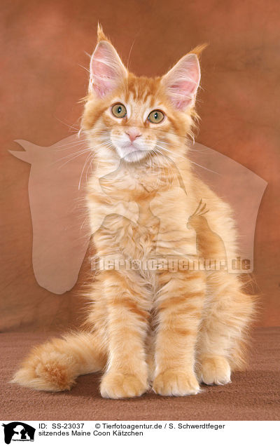 sitzendes Maine Coon Ktzchen / SS-23037