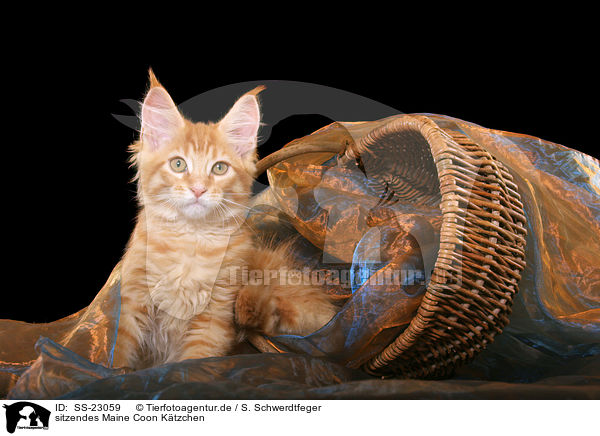 sitzendes Maine Coon Ktzchen / SS-23059