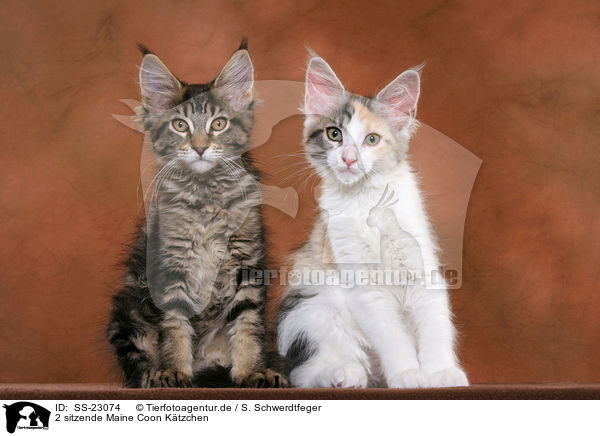 2 sitzende Maine Coon Ktzchen / SS-23074