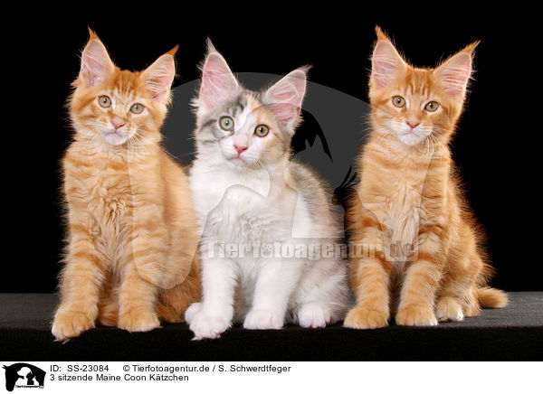 3 sitzende Maine Coon Ktzchen / SS-23084
