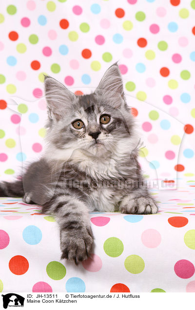 Maine Coon Ktzchen / Maine Coon kitten / JH-13511