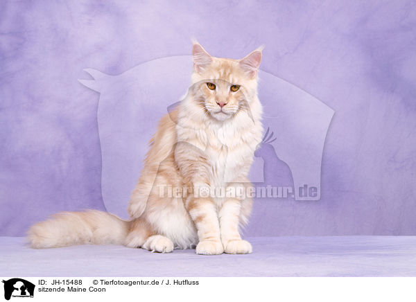 sitzende Maine Coon / sitting Maine Coon / JH-15488