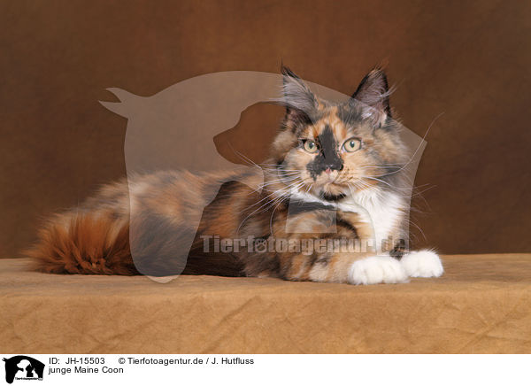 junge Maine Coon / JH-15503