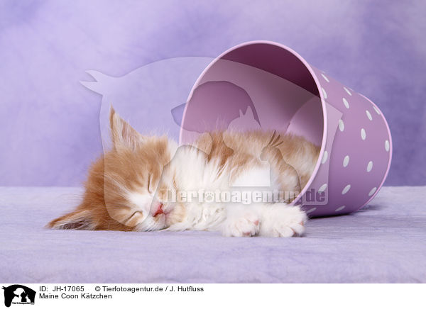 Maine Coon Ktzchen / Maine Coon kitten / JH-17065