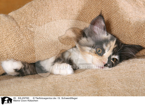 Maine Coon K�tzchen / SS-29780