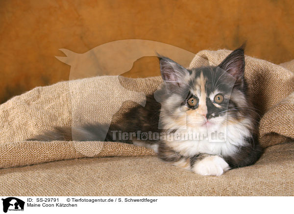 Maine Coon K�tzchen / SS-29791