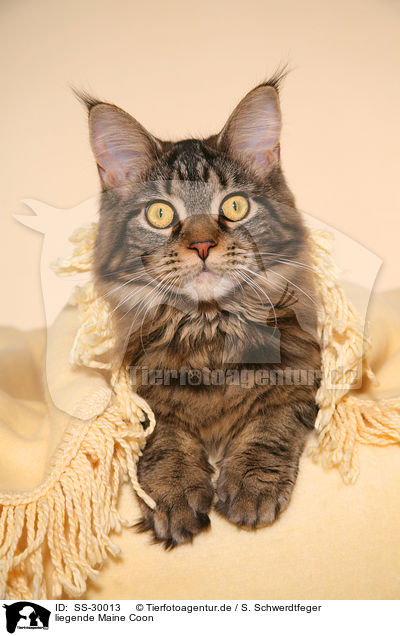 liegende Maine Coon / lying Maine Coon / SS-30013