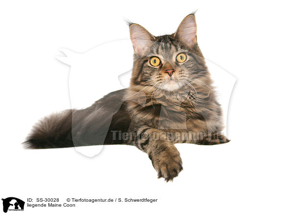 liegende Maine Coon / lying Maine Coon / SS-30028