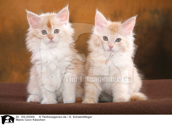 Maine Coon Ktzchen / Maine Coon kitten / SS-30069