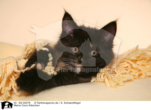 Maine Coon Ktzchen / SS-30078