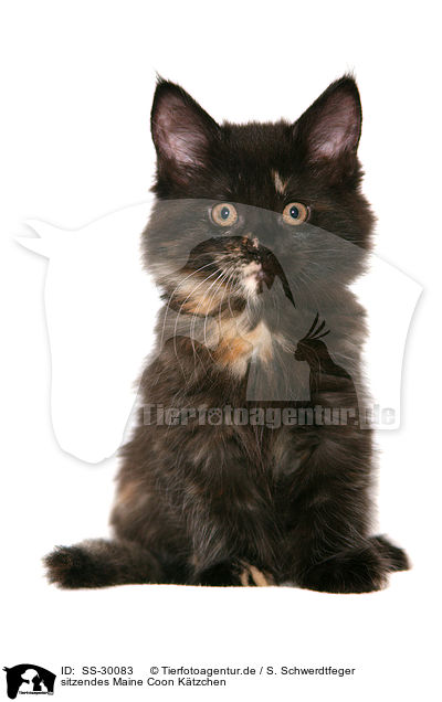 sitzendes Maine Coon Ktzchen / SS-30083