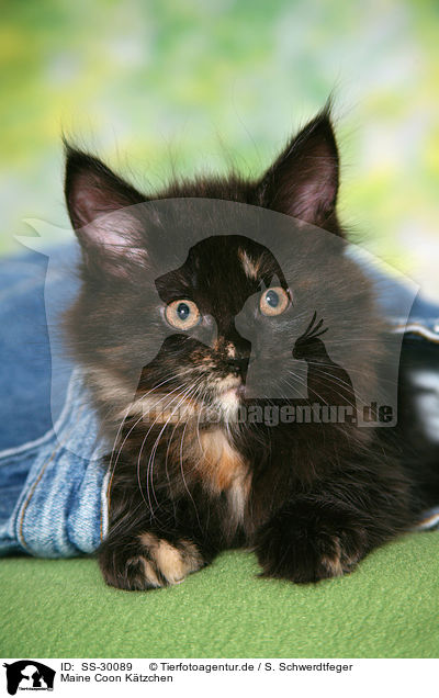 Maine Coon Ktzchen / Maine Coon kitten / SS-30089