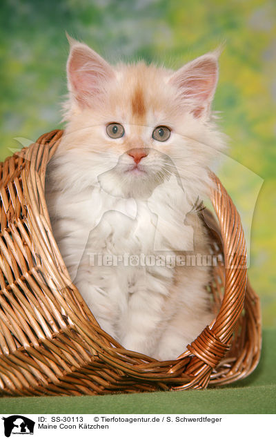 Maine Coon Ktzchen / SS-30113
