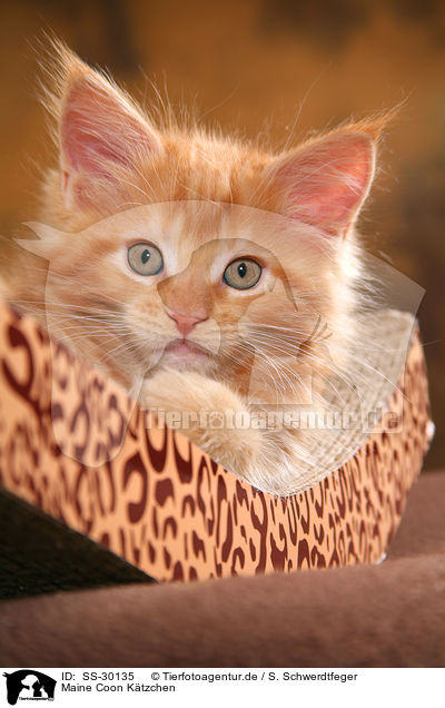 Maine Coon Ktzchen / SS-30135