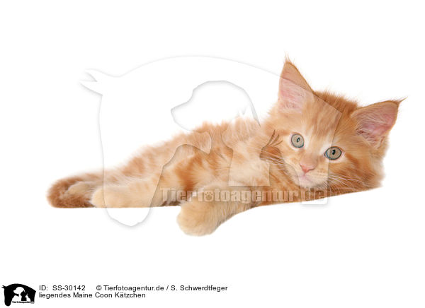 liegendes Maine Coon Ktzchen / SS-30142