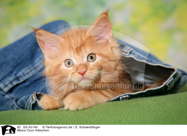 Maine Coon Ktzchen / Maine Coon kitten / SS-30146