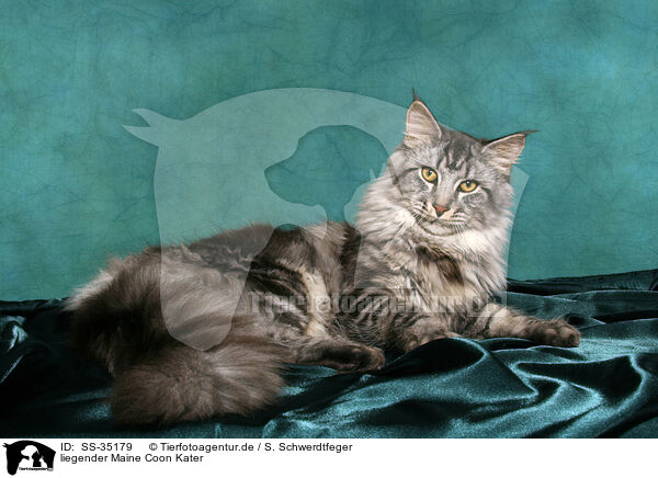 liegender Maine Coon Kater / lying Maine Coon tomcat / SS-35179