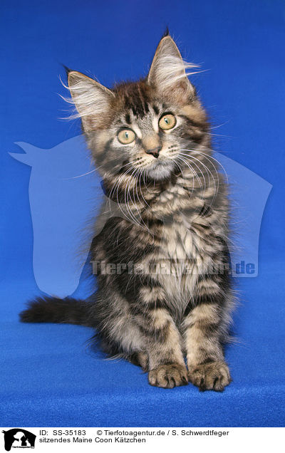 sitzendes Maine Coon Ktzchen / sitting Maine Coon kitten / SS-35183
