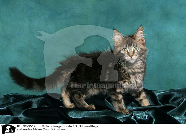 stehendes Maine Coon Ktzchen / SS-35196