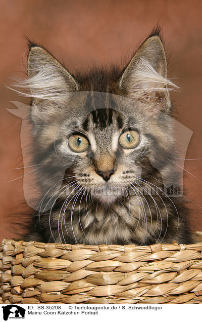 Maine Coon Ktzchen Portrait / SS-35208
