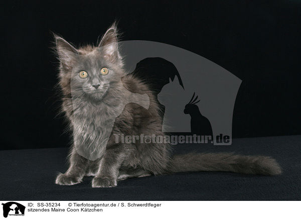 sitzendes Maine Coon Ktzchen / SS-35234