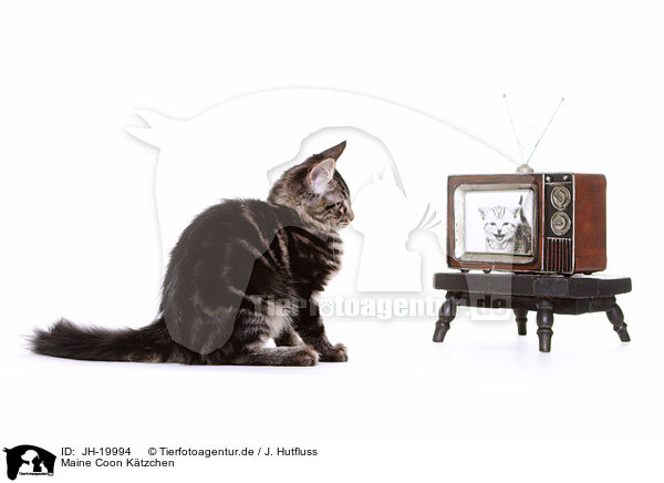 Maine Coon Ktzchen / Maine Coon kitten / JH-19994