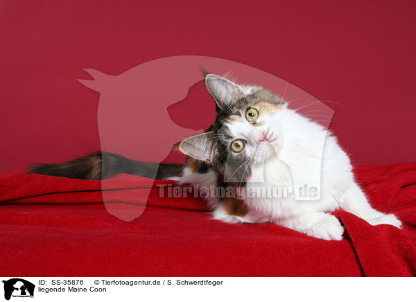 liegende Maine Coon / lying Maine Coon / SS-35876