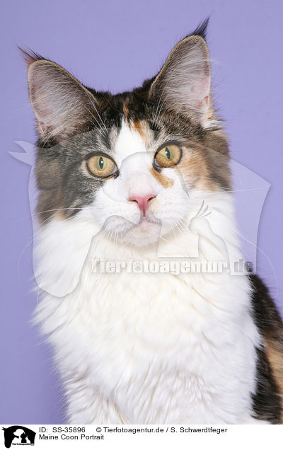 Maine Coon Portrait / Maine Coon Portrait / SS-35896