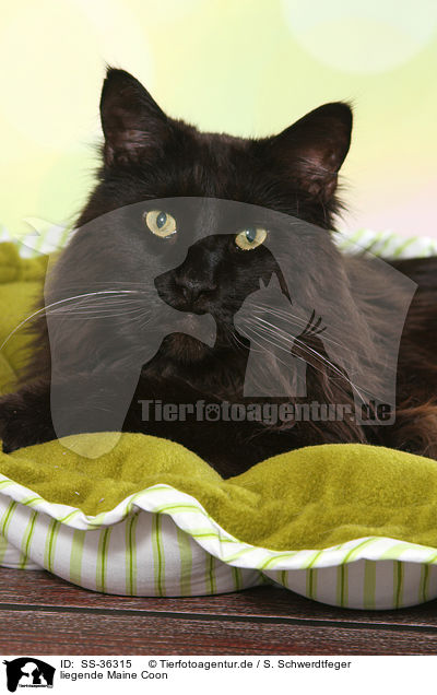 liegende Maine Coon / lying Maine Coon / SS-36315